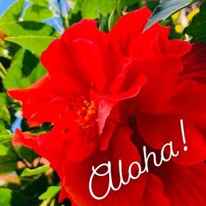 From Hawaii To You 🌺